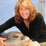 The State of Hawaiian Monk Seals and California Mountain Lions with Dr. Terrie Williams