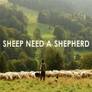 Sheep Need a Shepherd