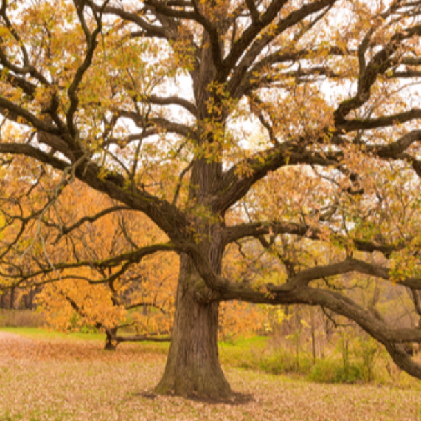 Episode 138: The Ancient Resilience of Trees