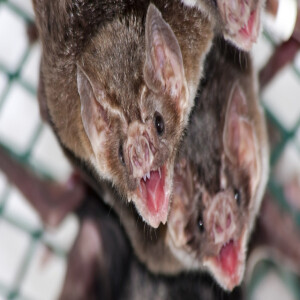 Episode 314: When Bats Carry the Cure