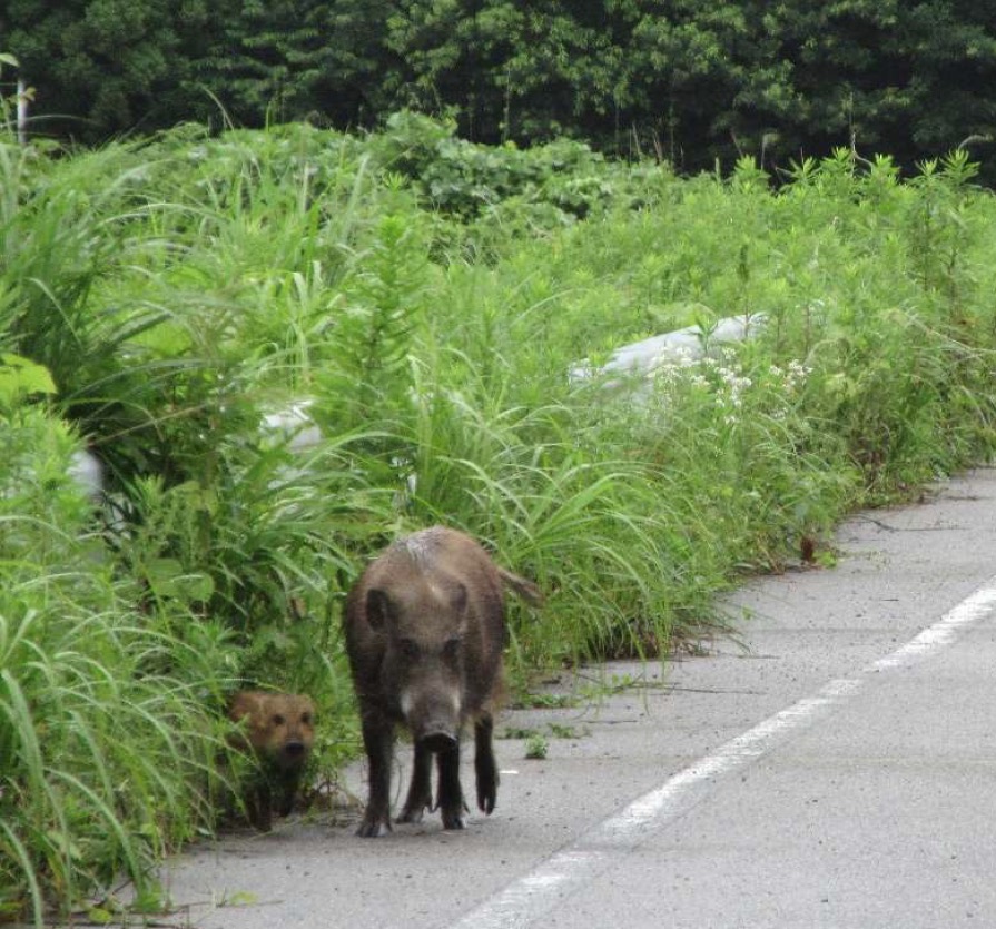 Episode 32: Rewilding Fukushima 