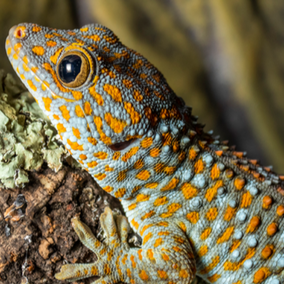 Episode 189: Tasting Geckos