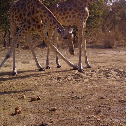 Episode 213: The Giraffes of Bénoué