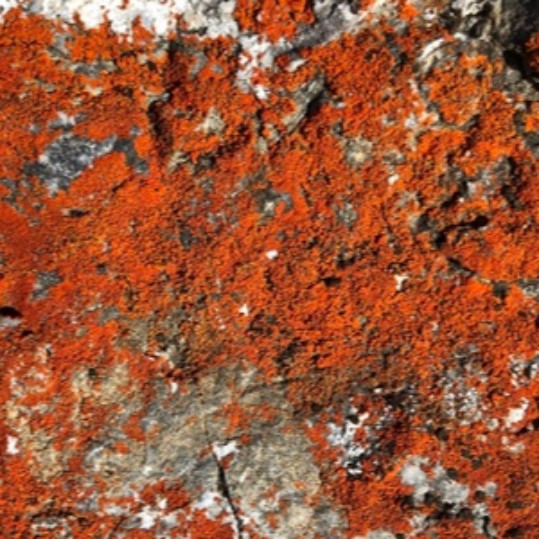 Episode 101: Burning Lichen