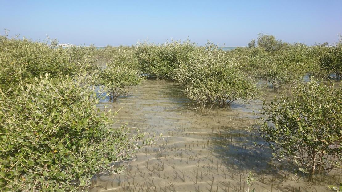 Episode 83: When the Mangroves Disappeared