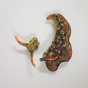 Episode 92: Decapitating Slugs