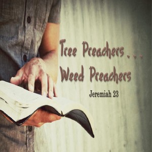 2019-08-25 - Tree Preachers, Weed Preachers