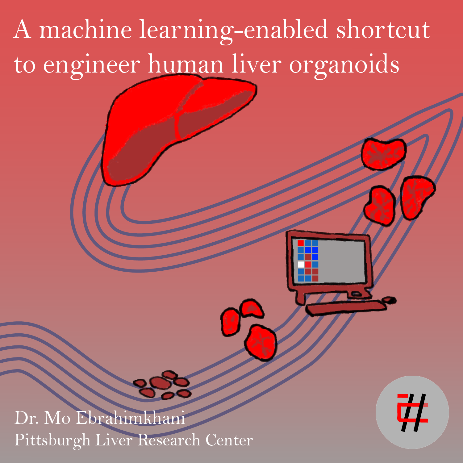A machine learning-enabled shortcut to engineer human liver organoids