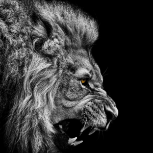 Why the Lion’s Den?