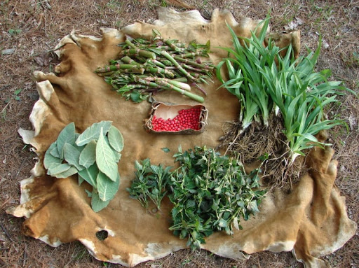 Tabi’s Tidbits: Native Plants of America with Josh
