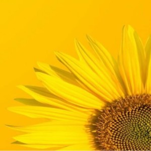 test for livecast