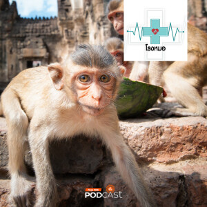 โรงหมอ 2024 EP. 970: ปัญหาและโรคจากลิงที่มนุษย์ต้องระวัง