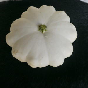 Early White Bush Scallop Squash