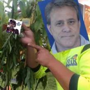 A record-breaking Australian fruit tree, Tim is too sexy for his own good, and where is Homeboy88