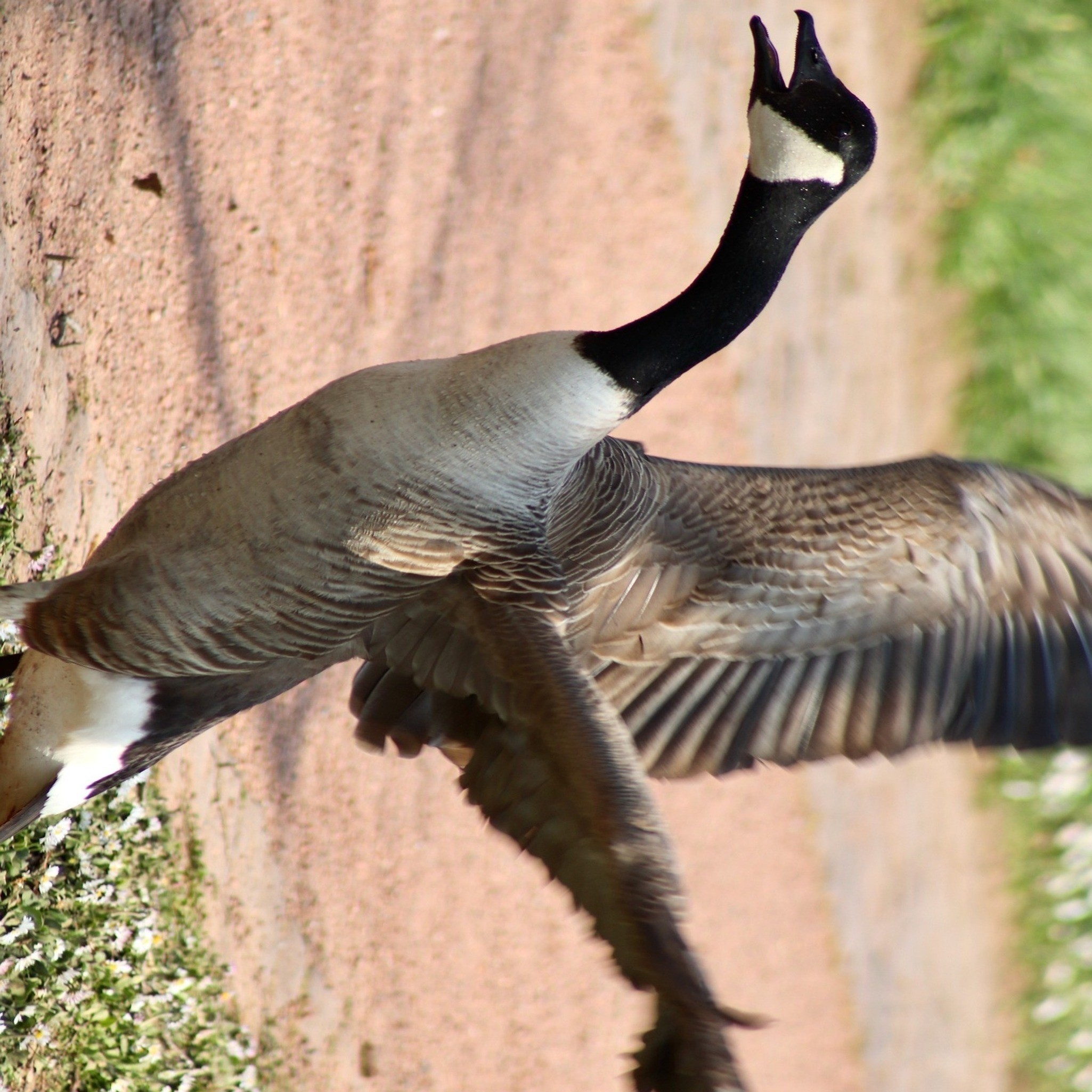 The O’Connor Family joins us, Canadian/Canada geese, and Sally Nordstrom tries to review Topgun Maverick