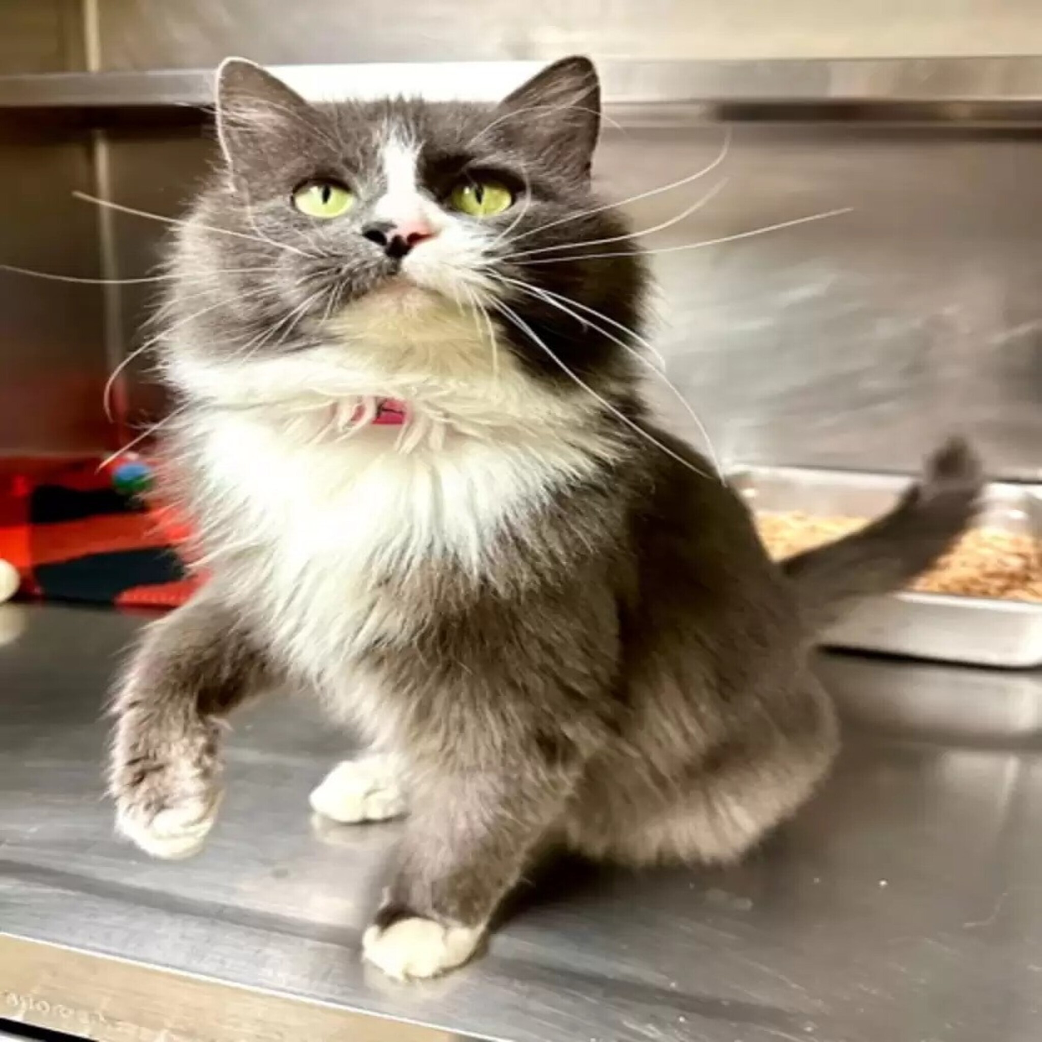 New Jersey has a flooding problem, Jolynn needs a dose of Inglourious Basterds, and you can adopt Elsa the cat from the Yakima Humane Society