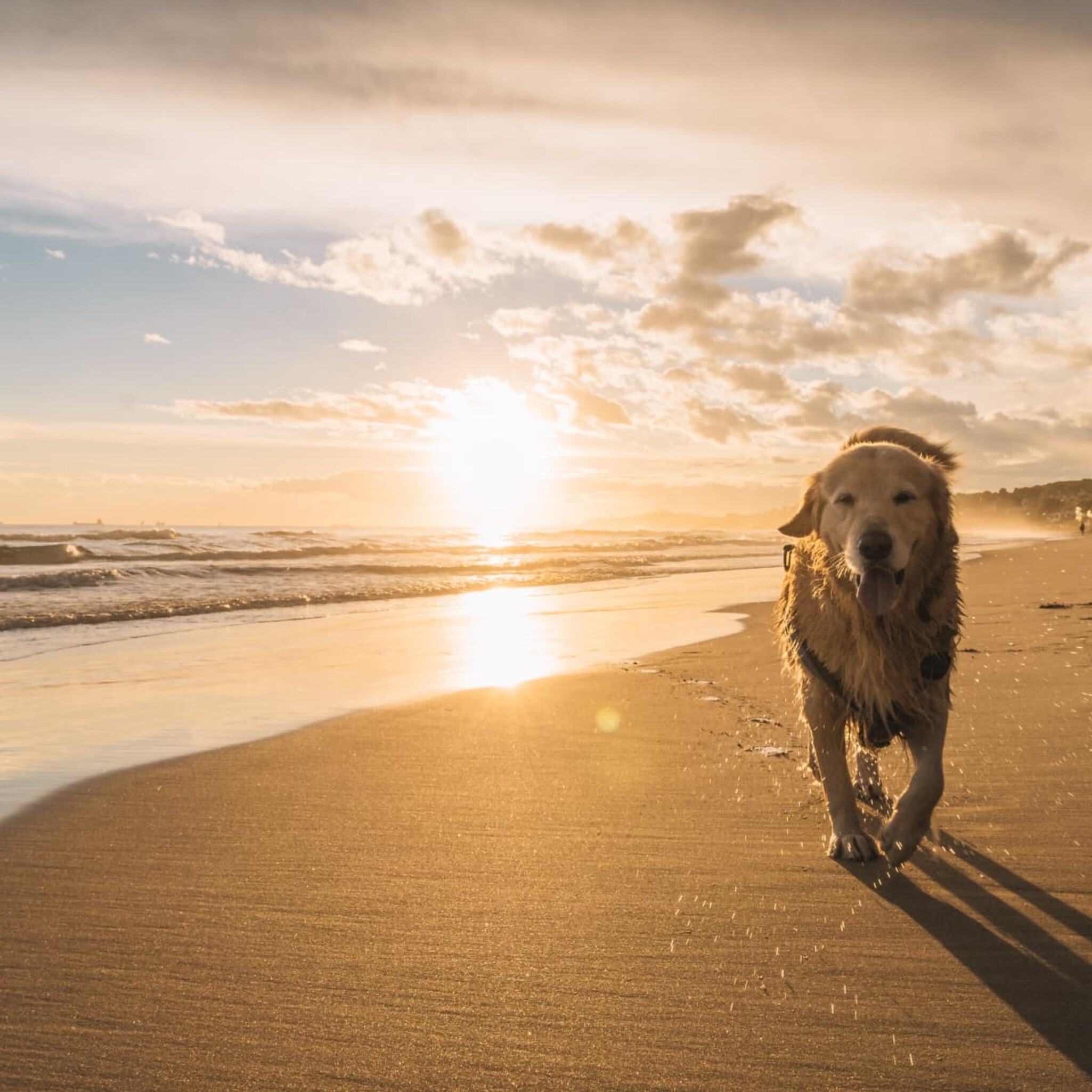 Disappearing beaches, Soldier the blind deaf dog guides guests to the beach near her home, and beer fueled sex rocket makes another appearance