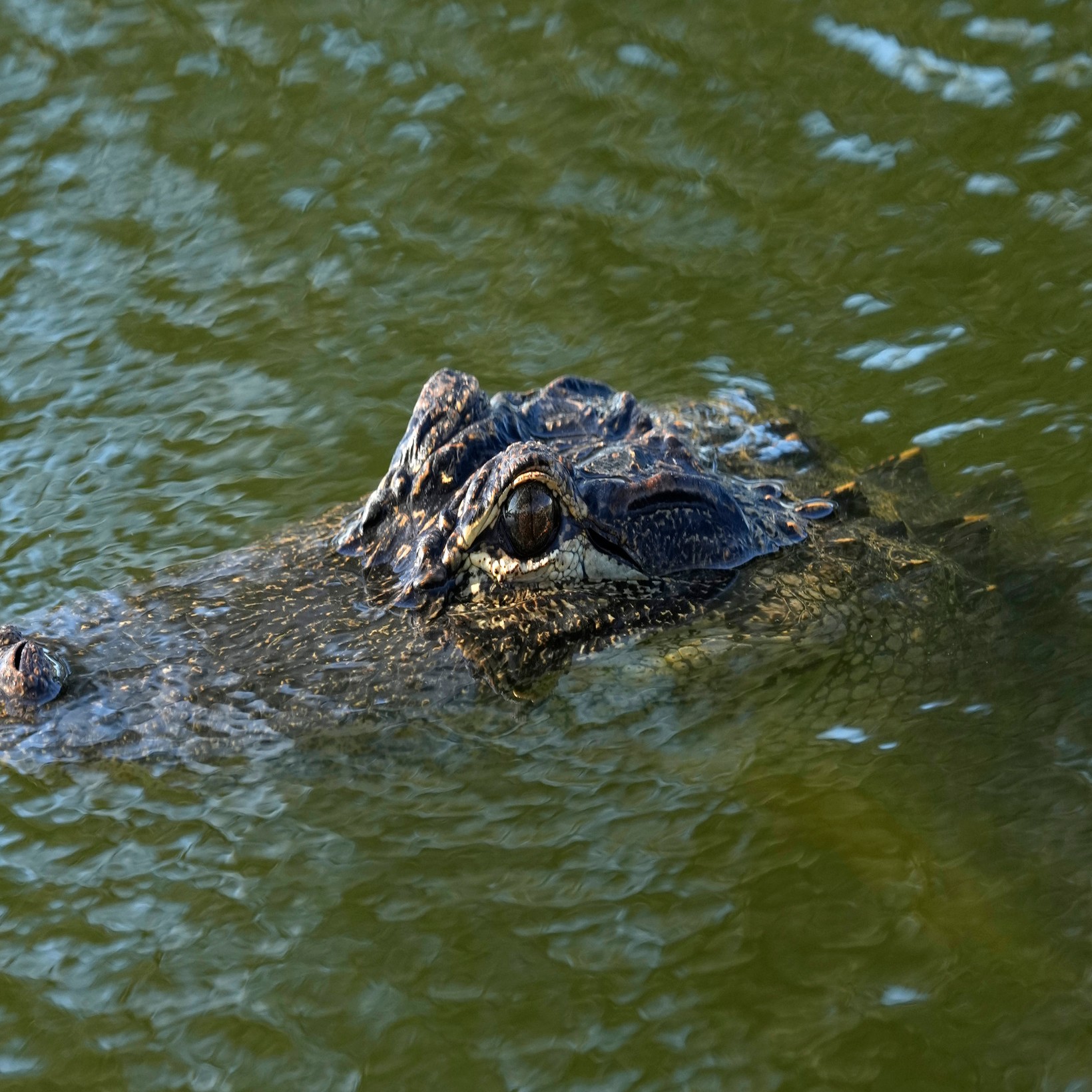 A man with a shoulder-cat rescues someone from an alligator, Kapz calls in, and we get unexpectedly cut off