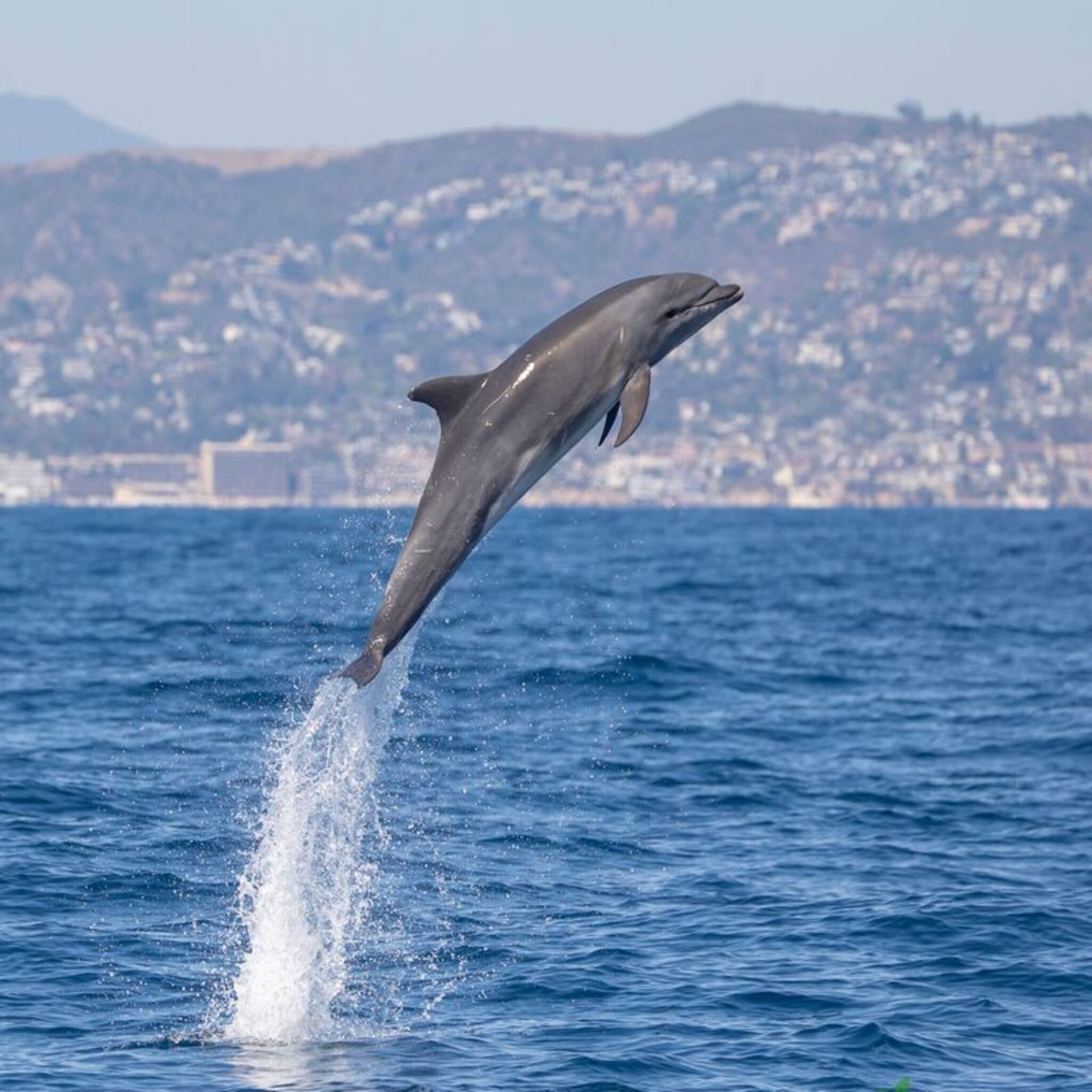 An ancient beach reopens, speaking dolphin or not, and a dog saves the day