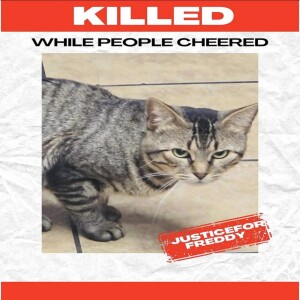 Justice for Freddy the NYC bodega cat, disagreements on bad jokes, and a shout-out to Glimmer of Hope