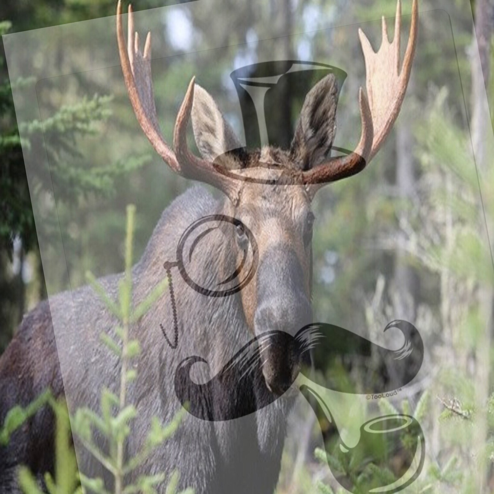 Shazam! Fury of the cup sizes and a popcorn-thieving moose