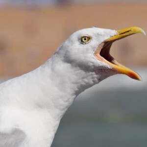 5/23/23 episode, part two: Sending well-wishes to those fleeing the volcano in Mexico City, a seagull experiment Tim tried, and he has installments for lessons in who knows what