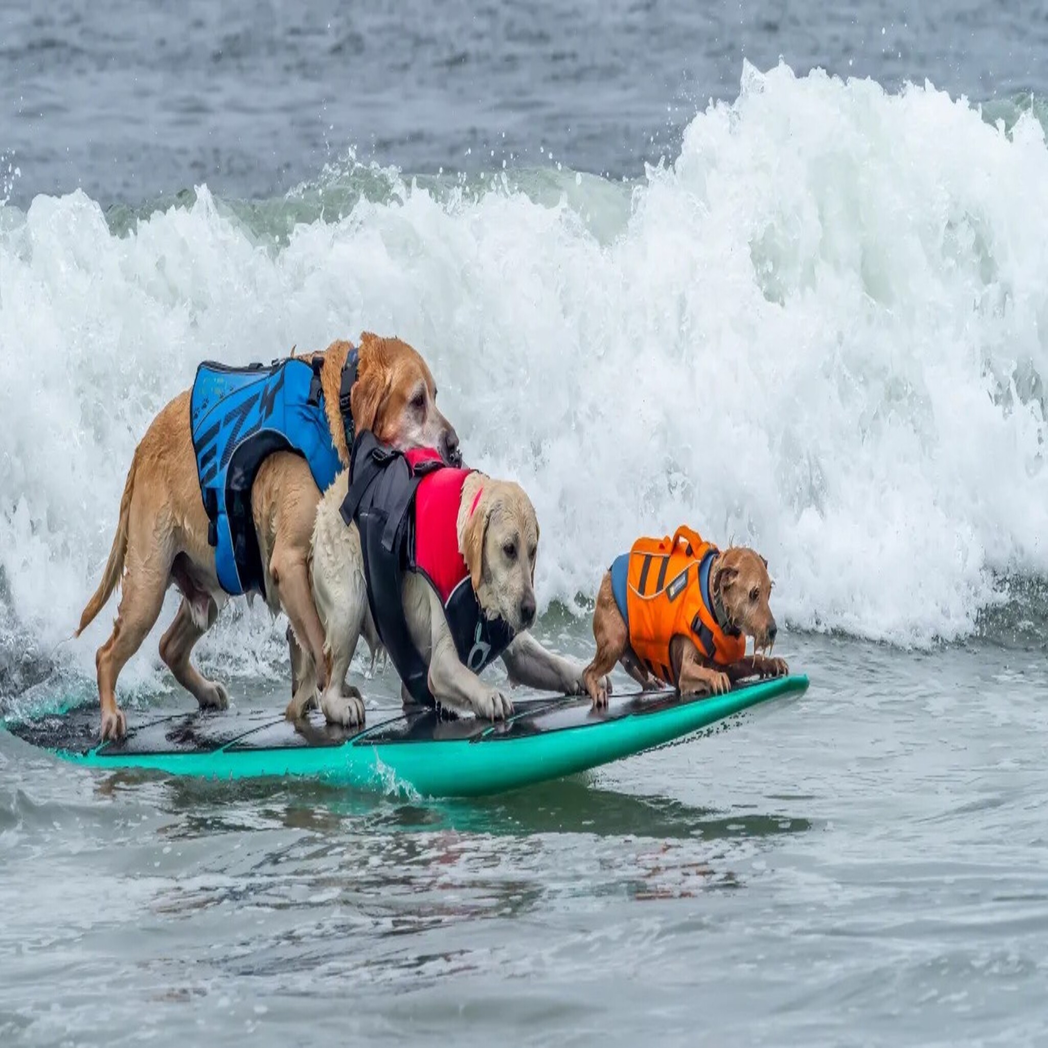 Surfing dogs, Magic Rope, and Tim is angry with people's dangerous choices for crocodile and boating entertainment