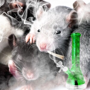 218 - Rats on Weed