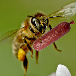 22 - Bees Can Have A Little Salami