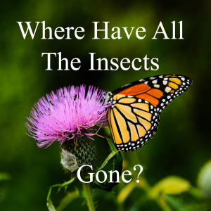 Where have all the insects gone?