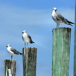 The Story of The Seagull