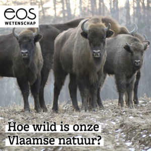 Hoe wild is onze Vlaamse natuur? - Rewilding