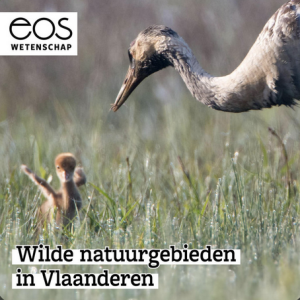 Wilde natuurgebieden in Vlaanderen - Rewilding