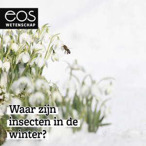 Waar zijn insecten in de winter? - Vraag Het Aan