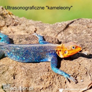 Ultrasonograficzne ”kameleony”