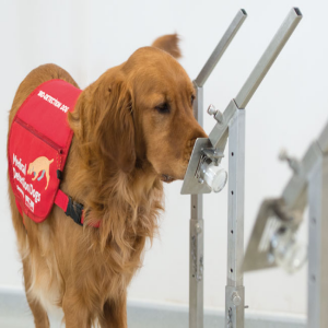 Medical Detection Dogs with Gemma Butlin