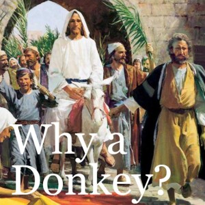 Why a Donkey?