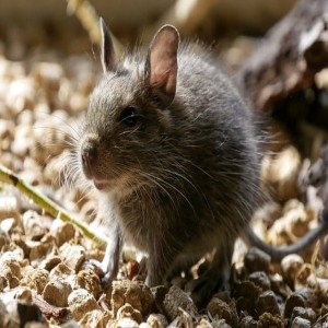 How to Get Rid of Burrowing Rats