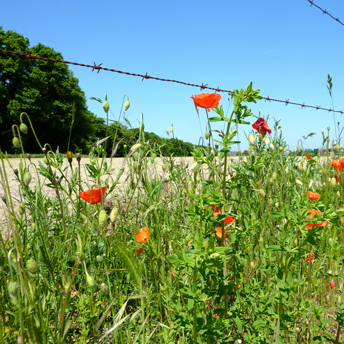 Life on the Battlefields 94 years later