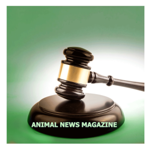 The damaging effects of palm oil, the Terminator’s new vegan lifestyle, and more. Lynn Cavanagh from World Animal Protection talks about the inadequate animal transport regulations in Canada.
