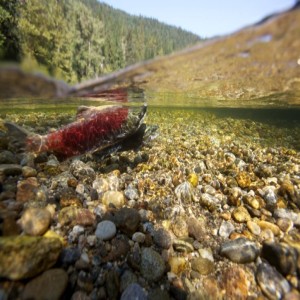 Bringing Salmon Back to the Upper Columbia