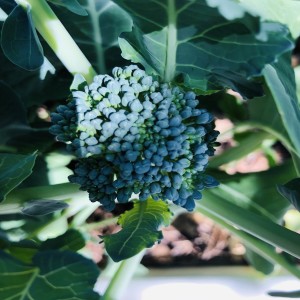 Cauliflower, broccoli and stolen harvests