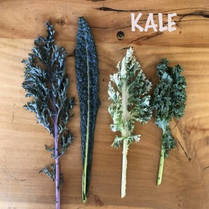 Kale and Climate Change