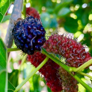 Mmmm....mulberries...