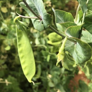 Shooting snow peas..