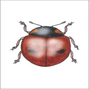 Bonus Episode#1: Coccinella saucerotti