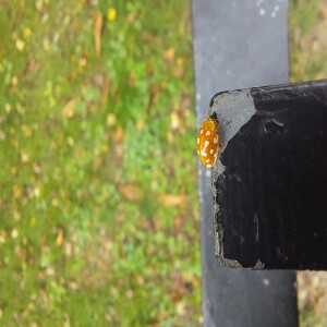 Episode 52 - The Orange Ladybird