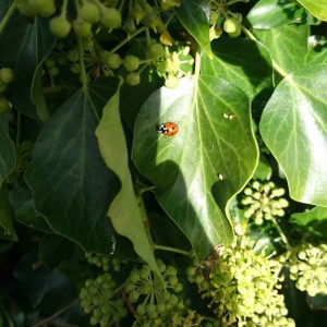 Season 1 episode 1. Coccinella Septempunctata - the 7 Spot Ladybird