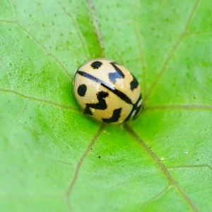 Episode 38: Cheilomenes sexmaculata - The 6-Spotted Zigzag Ladybird