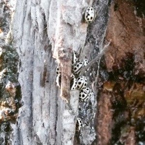 Episode 10. Tytthaspis sedecimpunctata - the 16-Spot Ladybird.